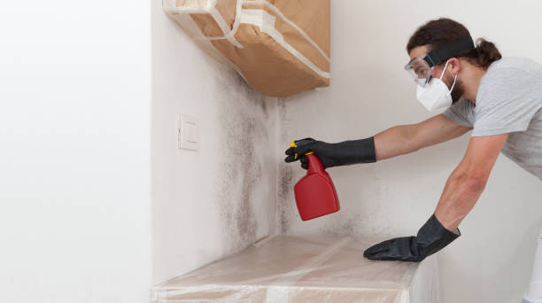 Professional Basement Mold Remediation technician working in Gulf, NC