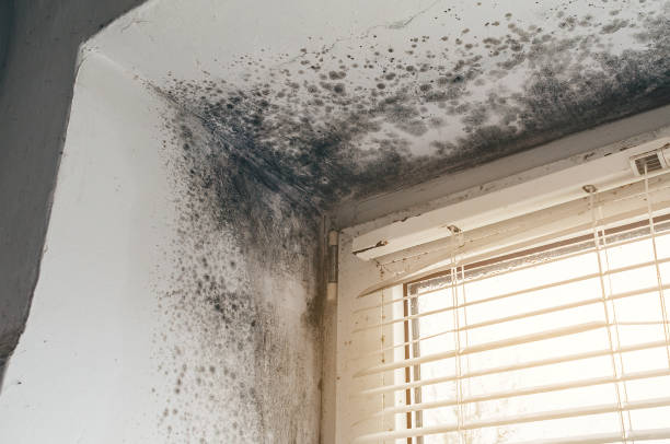 Affordable Basement Mold Remediation solutions in Gulf, NC